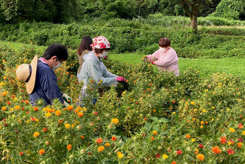 山形の花 日本一の生産量を誇る白鷹町で紅花収穫体験ツアー
