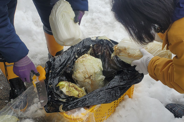 雪の下野菜掘り出し体験2
